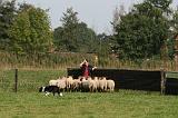 BORDER COLLIE - MOUTONS 011